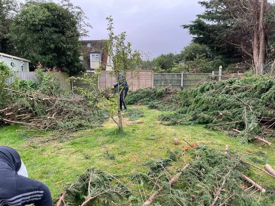 A garden area with trimmed branches and a single tree amidst the greenery.